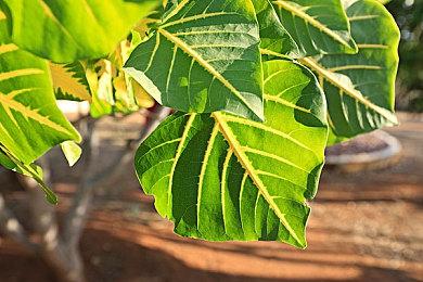 奇幻策略游戏《十字军圣战团》新预告 对抗恶魔拯救欧洲