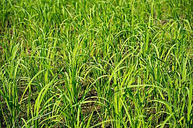 不可思议！有220万人花100美元提前3天玩《大学橄榄球25》